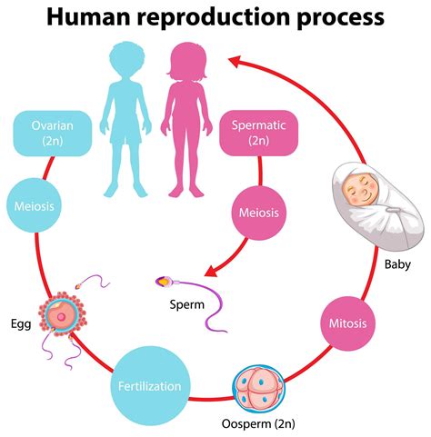 reproduccion humana-4